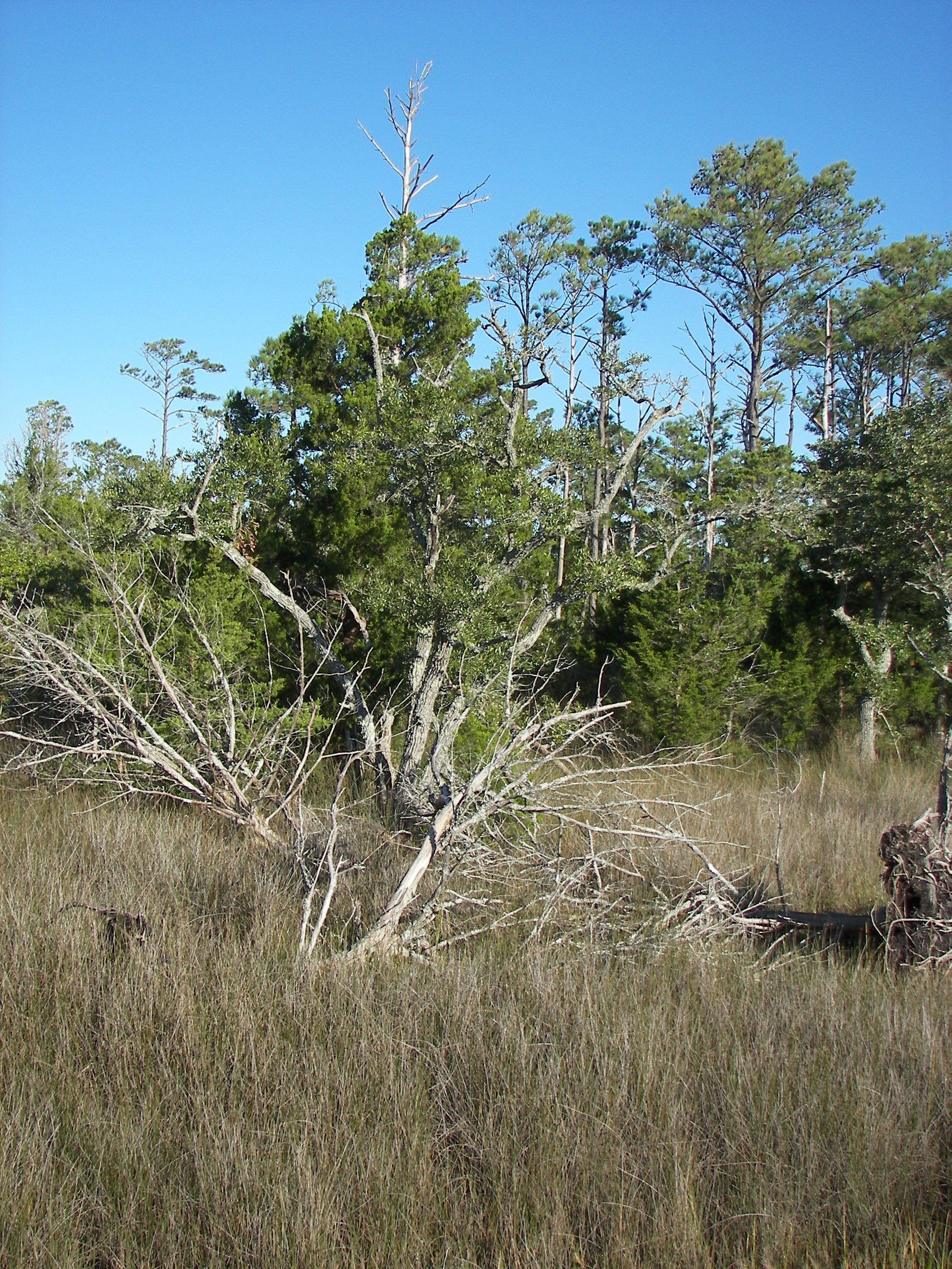 ./2006/Cedar Point/V100_1409.JPG